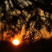Pine Needle Sunset by lynnz