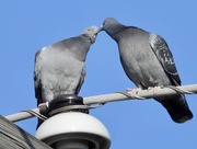 22nd Dec 2019 - Pigeon kiss