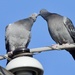 Pigeon kiss by amyk