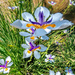 The Dietes are thriving by ludwigsdiana