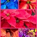 Christmas of Many Colors by gardenfolk