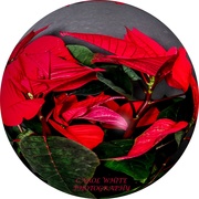 23rd Dec 2019 - Poinsettia Faffing