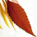 leaf by lastrami_