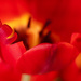 Immersed in Christmas tulips by jernst1779