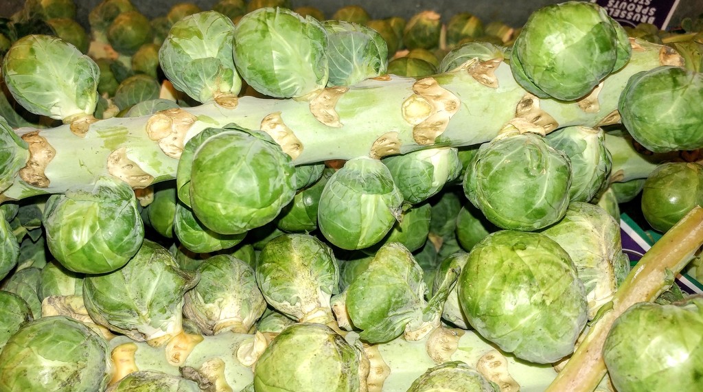 Brussels Sprouts by harbie