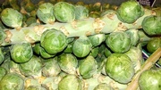 22nd Dec 2019 - Brussels Sprouts