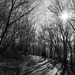Winter woods by stefanotrezzi