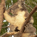 the poser by koalagardens