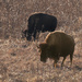 bison by rminer