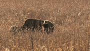 22nd Dec 2019 - bison in a winter prairie
