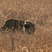 bison in a winter prairie by rminer
