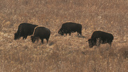 22nd Dec 2019 - four bison grazing