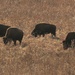 four bison grazing by rminer