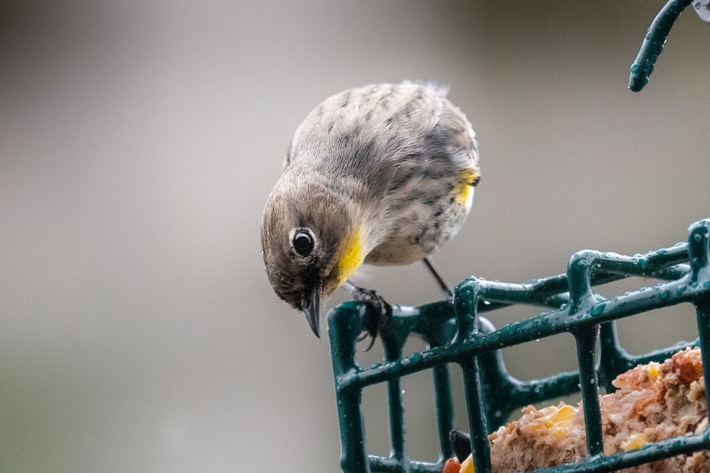 Yellow Rumped Warbler  by nicoleweg