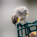 Yellow Rumped Warbler 