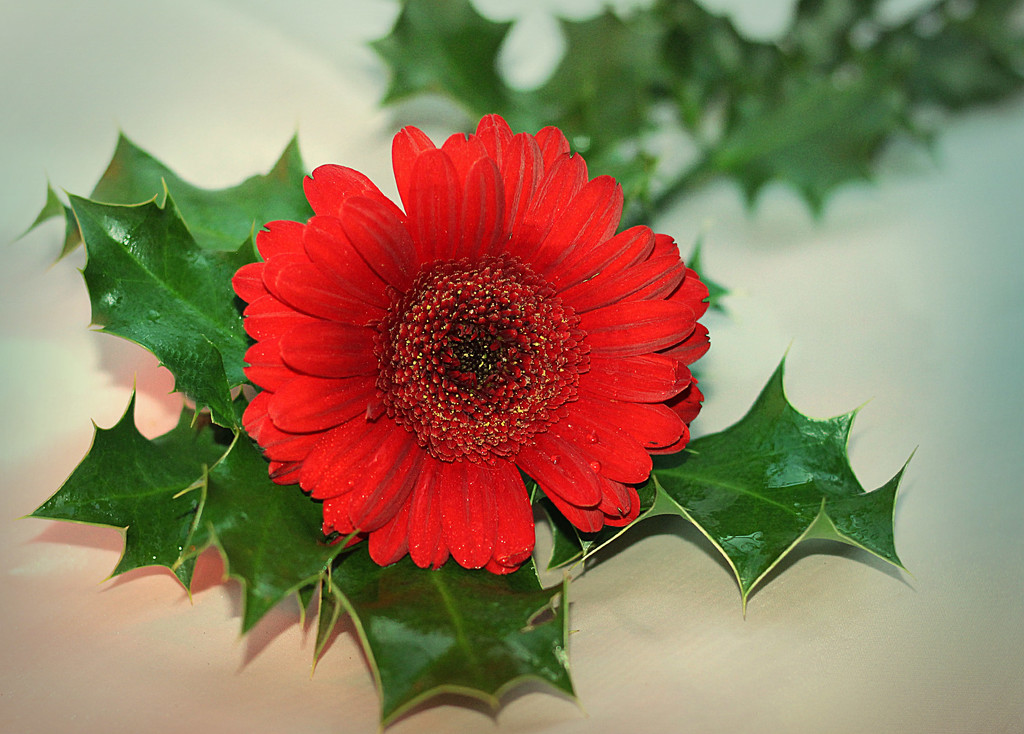 Christmas Gerbera by wendyfrost