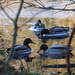 Mallards in the shallows by s4sayer
