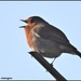 This little robin sang me a song by rosiekind