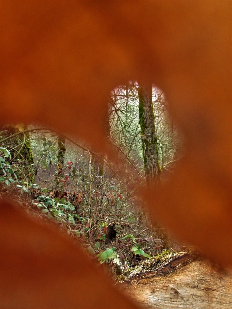 Leaf Peeping by granagringa