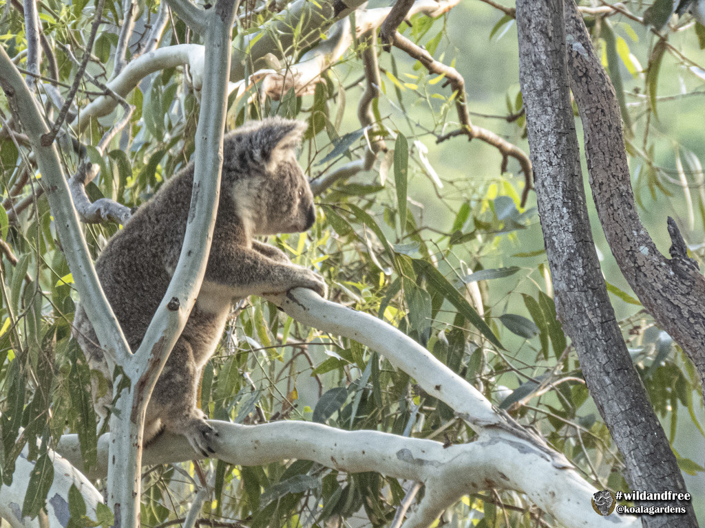 koala - officially first to see santa! by koalagardens