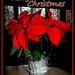 The Charistmas Flower by vernabeth