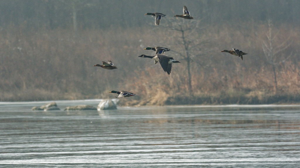 Canada Goose joining in with the mallards by rminer