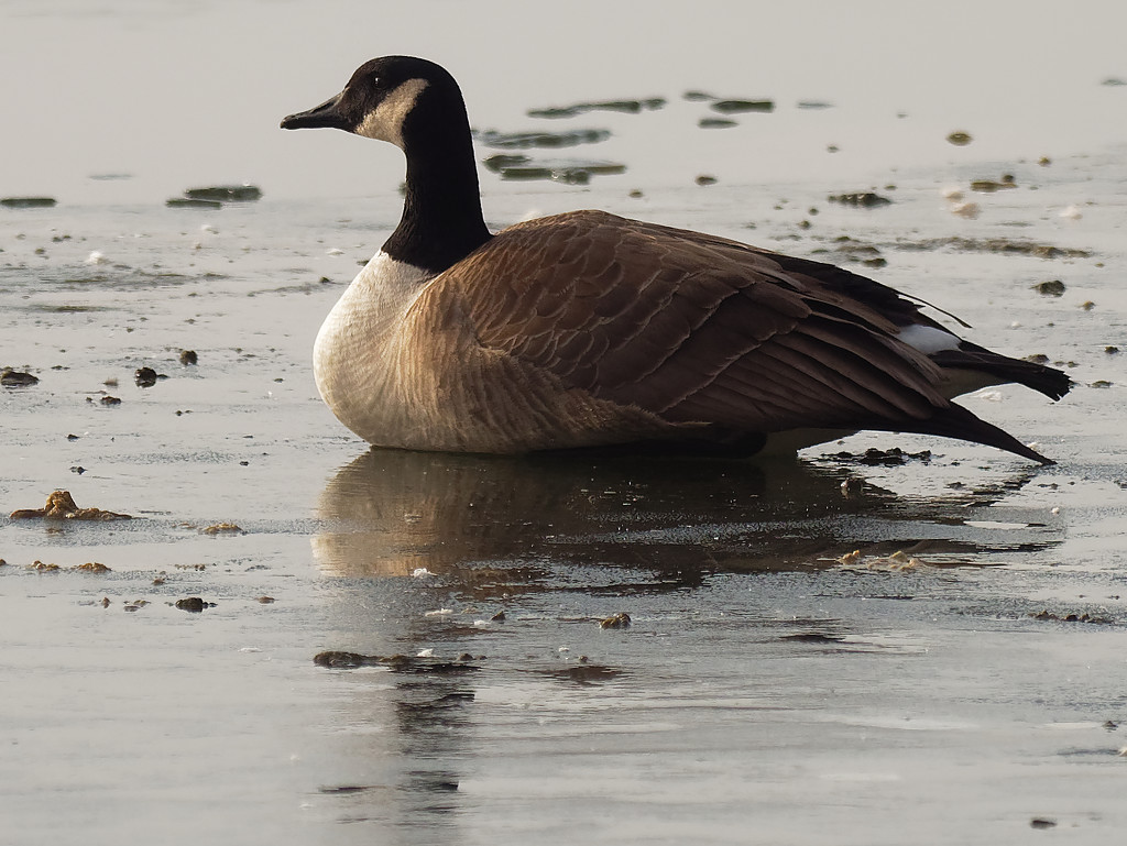 Canada goose closeup by rminer