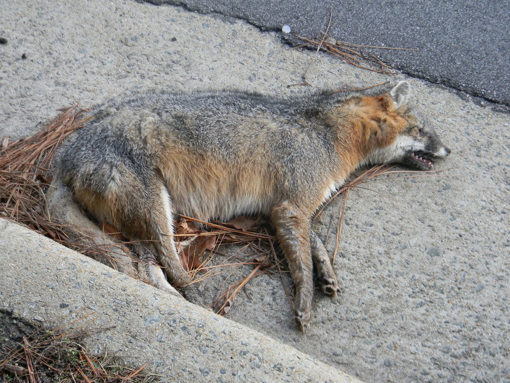 Dead Fox on Side of Road by sfeldphotos