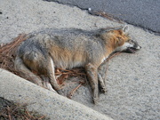 24th Dec 2019 - Dead Fox on Side of Road