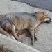 Dead Fox on Side of Road by sfeldphotos