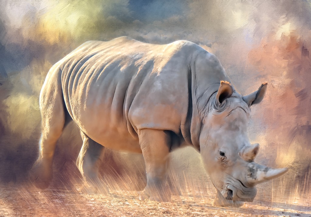 Rhinoceros  by ludwigsdiana