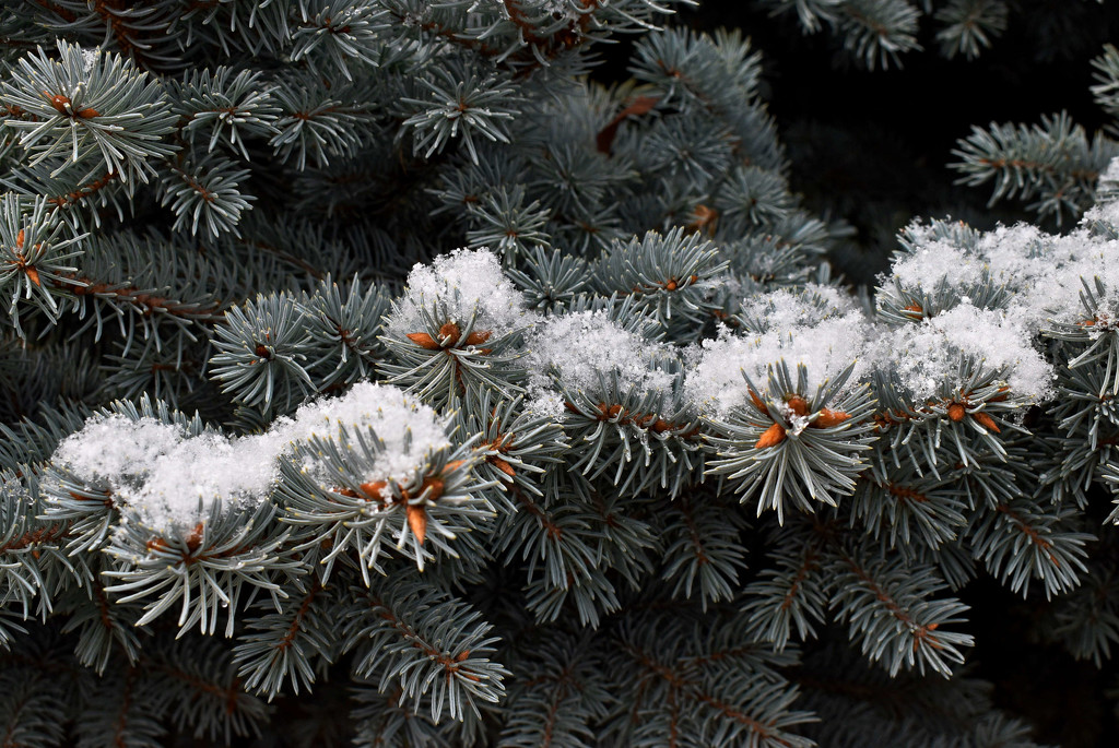 Frosted Evergreen by bjywamer