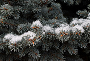 24th Dec 2019 - Frosted Evergreen