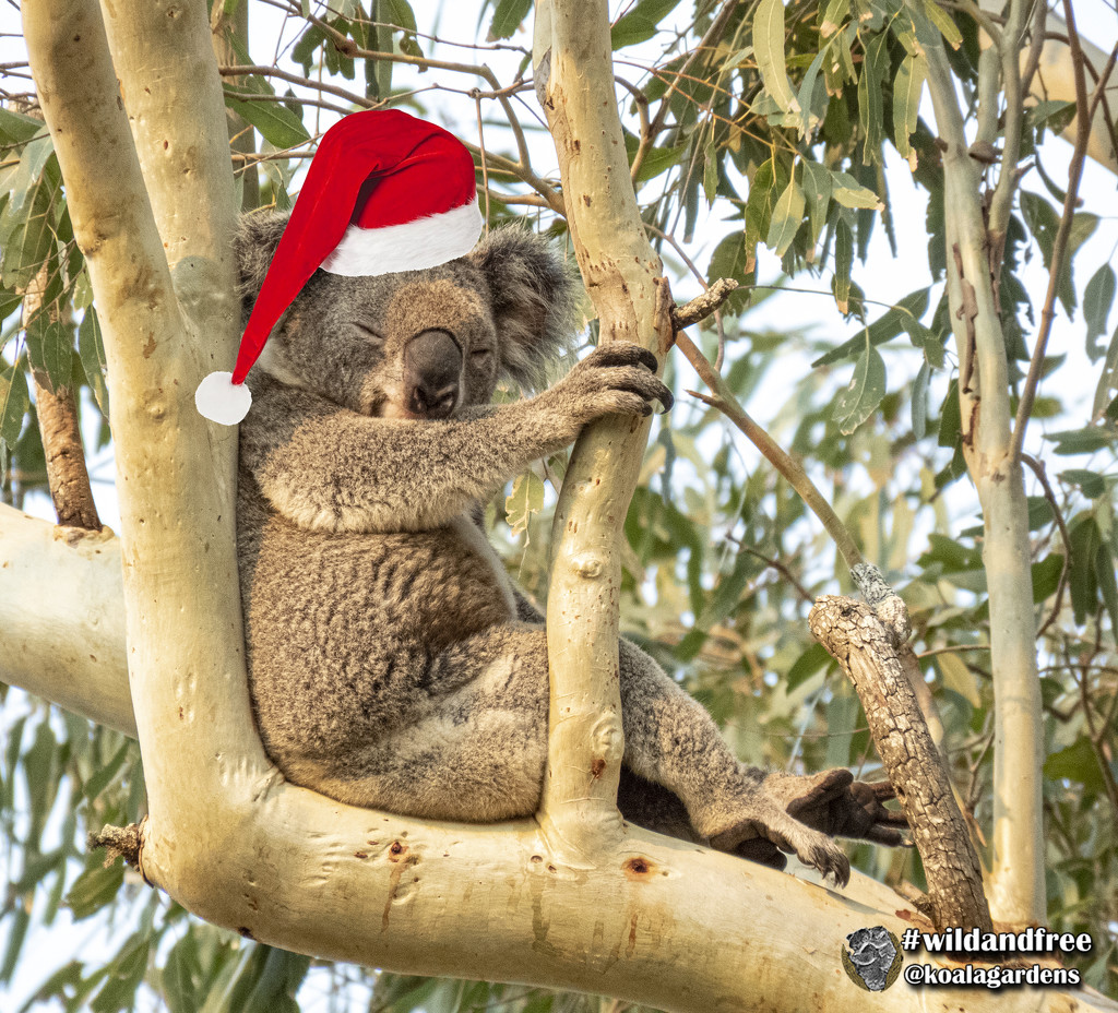 Santa takes a well earned break by koalagardens
