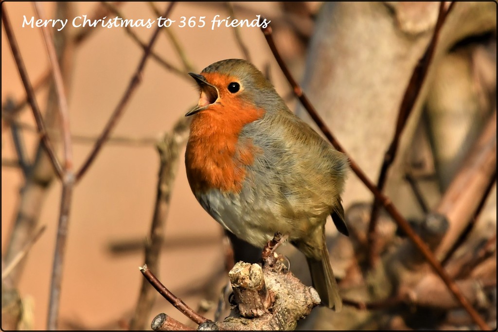 Merry Christmas to 365 Friends by rosiekind