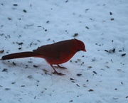 20th Dec 2019 - December 20: Male Cardinal