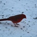 December 20: Male Cardinal by daisymiller