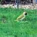 Male Green woodpecker!  by bigmxx