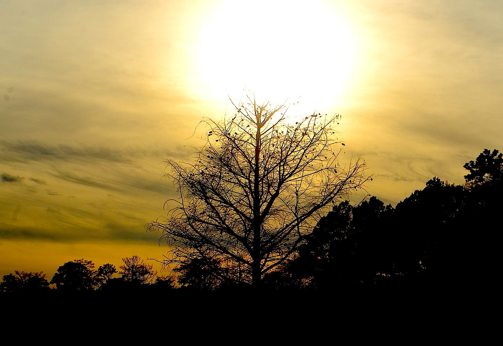 Sunset at the nature preserve by congaree