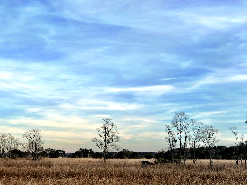 Late afternoon looking over the marsh by congaree