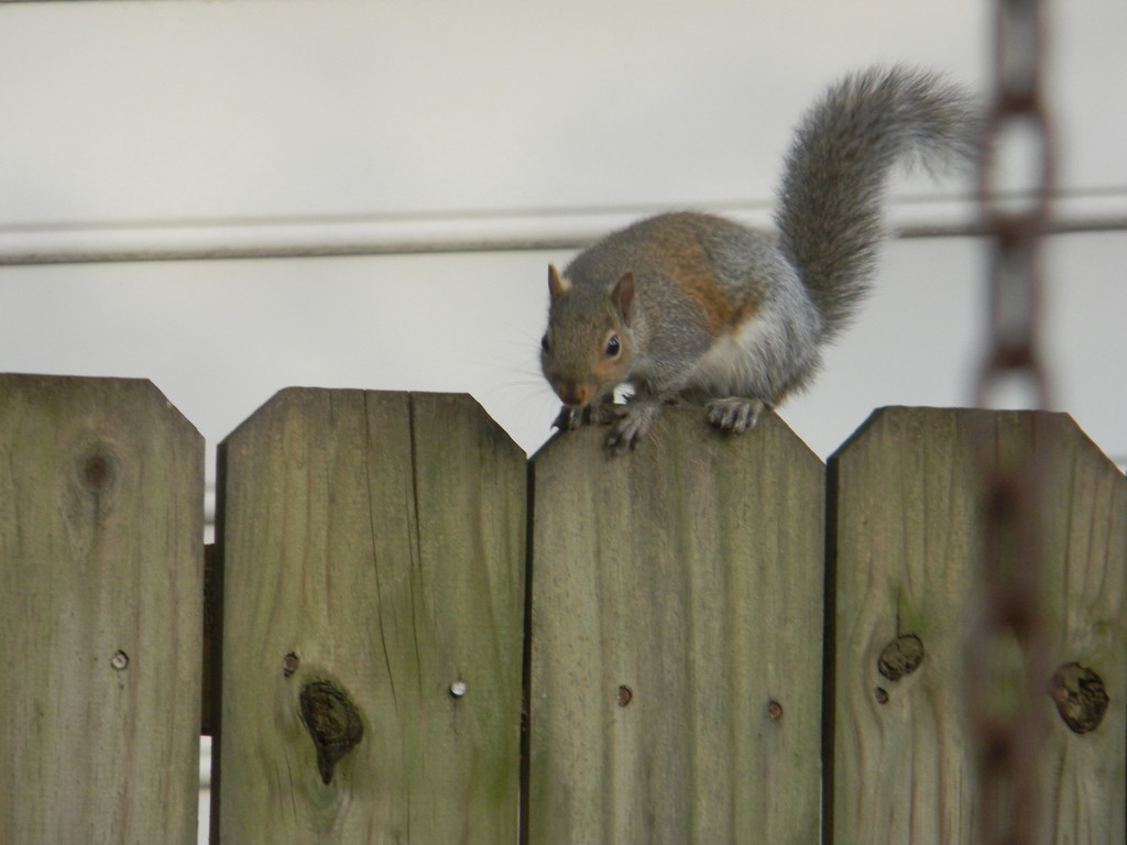Squirrel on Fence  by sfeldphotos