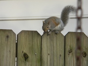 25th Dec 2019 - Squirrel on Fence 