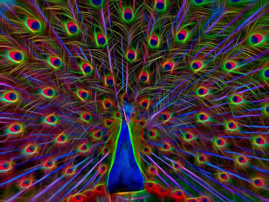 Neon peacock by Wylie · 365 Project