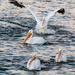 Riverlands Pelicans by jae_at_wits_end