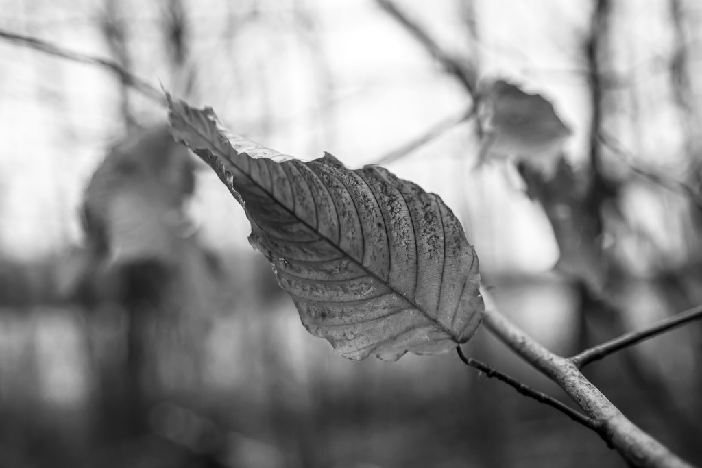 Tag Challenge 2 - Leaf, Leaves and Blackandwhite by farmreporter