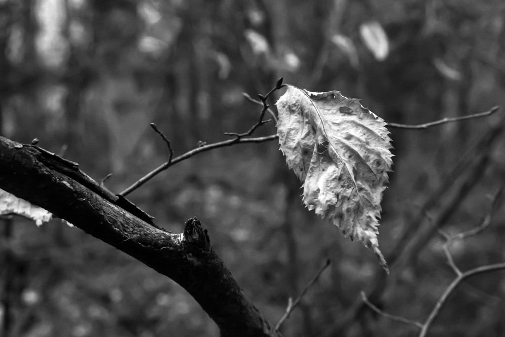 Tag Challenge - Leaf, Leaves and Blackandwhite by farmreporter