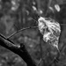 Tag Challenge - Leaf, Leaves and Blackandwhite by farmreporter