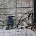 December 16: Blue Jay by daisymiller
