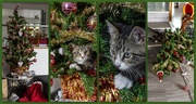25th Dec 2019 - Christmas Trees and Kittens Don't Mix!