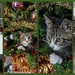 Christmas Trees and Kittens Don't Mix! by nickspicsnz